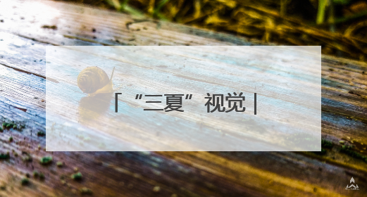 “三夏”视觉｜孟州麦收正当时 机械减损保归仓