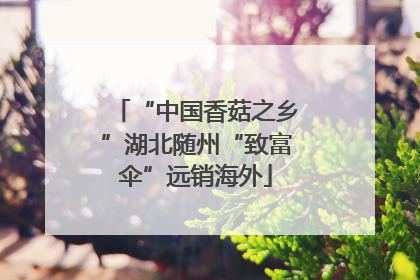 “中国香菇之乡”湖北随州“致富伞”远销海外