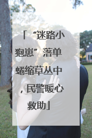 “迷路小狍崽”落单蜷缩草丛中，民警暖心救助