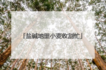 盐碱地里小麦收割忙