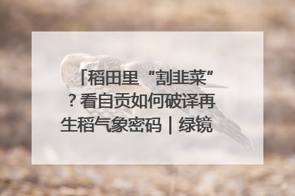 稻田里“割韭菜”？看自贡如何破译再生稻气象密码｜绿镜头·发现中国