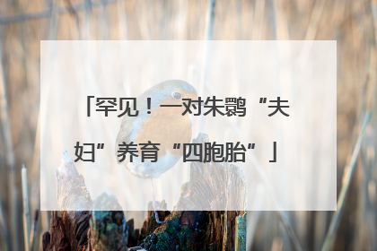 罕见!一对朱鹮“夫妇”养育“四胞胎”