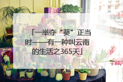一举夺“葵”正当时——有一种叫云南的生活之365天