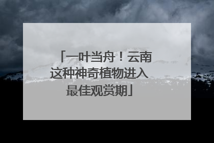 一叶当舟！云南这种神奇植物进入最佳观赏期