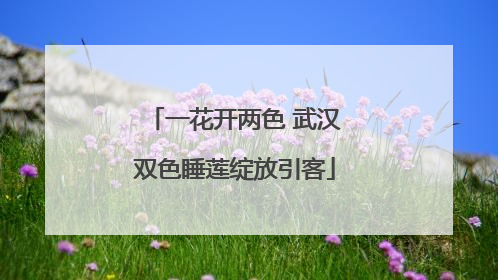 一花开两色 武汉双色睡莲绽放引客