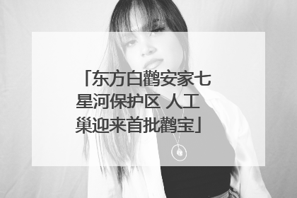 东方白鹳安家七星河保护区 人工巢迎来首批鹳宝