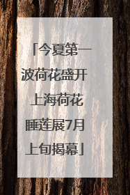 今夏第一波荷花盛开 上海荷花睡莲展7月上旬揭幕