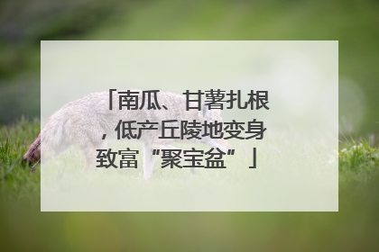 南瓜、甘薯扎根，低产丘陵地变身致富“聚宝盆”