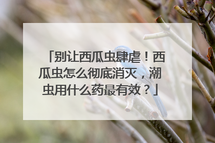 别让西瓜虫肆虐！西瓜虫怎么彻底消灭，潮虫用什么药最有效？