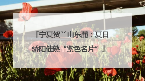 宁夏贺兰山东麓：夏日骄阳催熟“紫色名片”