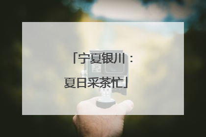 宁夏银川：夏日采茶忙