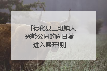 德化县三班镇大兴岭公园的向日葵进入盛开期
