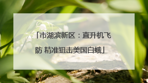 市湖滨新区：直升机飞防 精准狙击美国白蛾