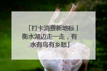 打卡消费新地标丨衡水湖边走一走，有水有鸟有乡愁