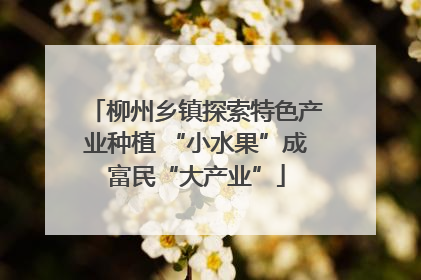 柳州乡镇探索特色产业种植 “小水果”成富民“大产业”