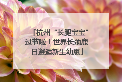 杭州“长腿宝宝”过节啦！世界长颈鹿日邂逅新生幼崽