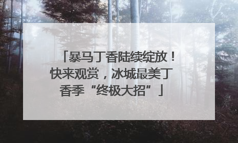 暴马丁香陆续绽放！快来观赏，冰城最美丁香季“终极大招”
