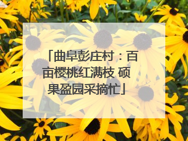 曲阜彭庄村：百亩樱桃红满枝 硕果盈园采摘忙