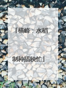 横峰：水稻制种插秧忙