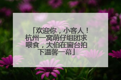 欢迎你，小客人！杭州一窝萌仔组团求喂食，大伯在窗台拍下温馨一幕