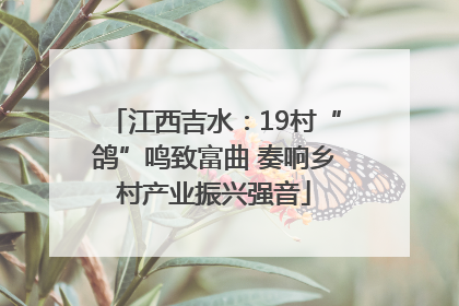 江西吉水：19村“鸽”鸣致富曲 奏响乡村产业振兴强音
