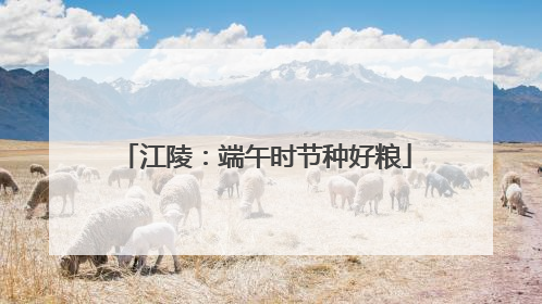 江陵：端午时节种好粮