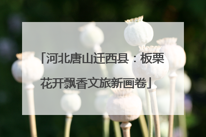 河北唐山迁西县：板栗花开飘香文旅新画卷