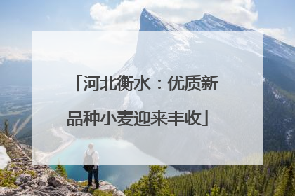 河北衡水：优质新品种小麦迎来丰收
