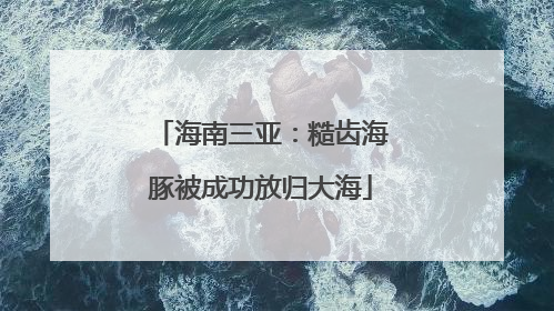 海南三亚：糙齿海豚被成功放归大海