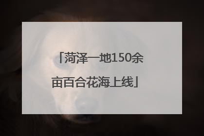 菏泽一地150余亩百合花海上线