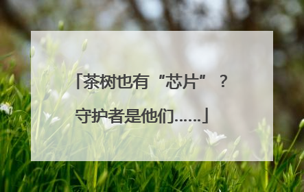 茶树也有“芯片”？守护者是他们……
