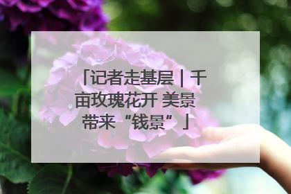 记者走基层｜千亩玫瑰花开 美景带来“钱景”