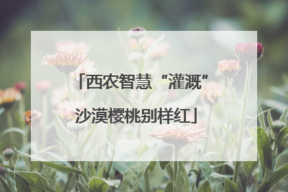 西农智慧“灌溉” 沙漠樱桃别样红