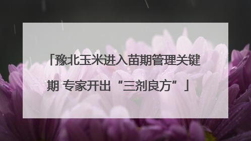 豫北玉米进入苗期管理关键期 专家开出“三剂良方”