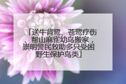 送牛背鹭、苍鹭疗伤、帮山麻雀幼鸟搬家，崇明警民救助多只受困野生保护鸟类