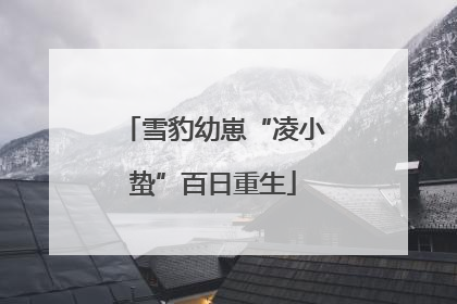 雪豹幼崽“凌小蛰”百日重生