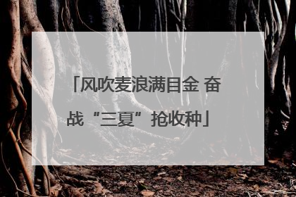 风吹麦浪满目金 奋战“三夏”抢收种