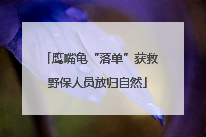 鹰嘴龟“落单”获救 野保人员放归自然