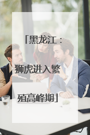 黑龙江：狮虎进入繁殖高峰期
